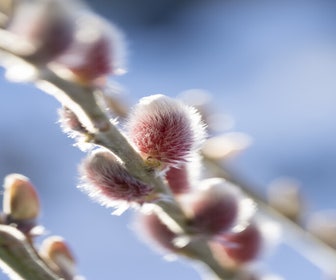Rosa Weidenkätzchen (Salix gracilistyla 'Mount Aso')