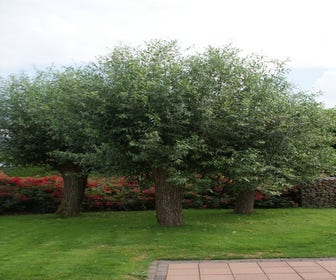 Knickweide (Salix alba)