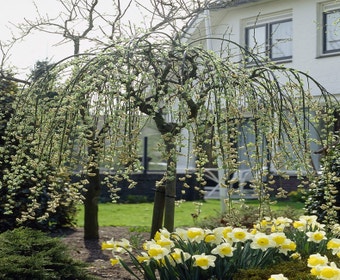 Trauerweide auf Stamm (Salix caprea 'Kilmarnock')