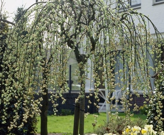 Trauerweide auf Stamm (Salix caprea 'Kilmarnock')