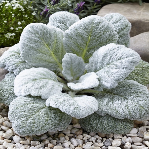 Silber-Salbei (Salvia argentea)
