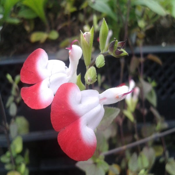 Salbei (Salvia microphylla 'Hot Lips')