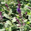 Salbei (Salvia nemorosa 'Caradonna') BIO