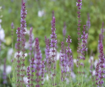 Salbei (Salvia nemorosa 'Amethyst')