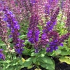 Salbei (Salvia nemorosa 'Blaukonigin')