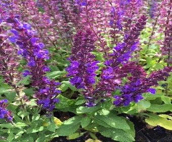 Salbei (Salvia nemorosa 'Blaukonigin')