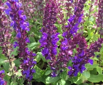 Salbei (Salvia nemorosa 'Blaukonigin')