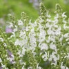 Salbei (Salvia nemorosa 'Schneehugel') BIO