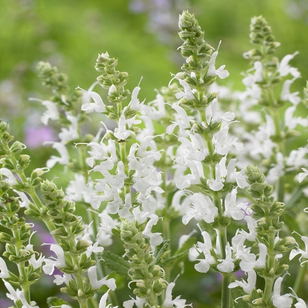 Salbei (Salvia nemorosa 'Schneehugel') BIO