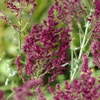 Salbei (Salvia nemorosa 'Schwellenburg')