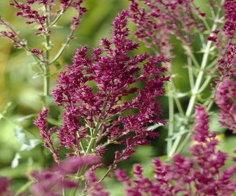 Salbei (Salvia nemorosa 'Schwellenburg')