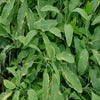 Salbei (Salvia offinalis 'Icterina')
