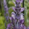 Salbei (Salvia sclarea)