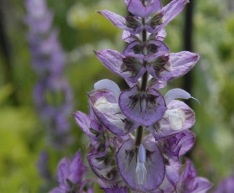 Salbei (Salvia sclarea)