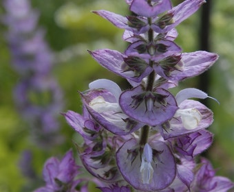 Salbei (Salvia sclarea)