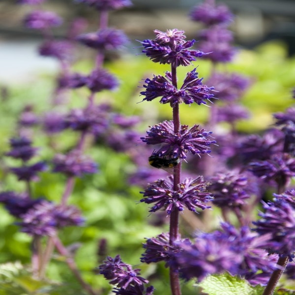 Salbei (Salvia verticillata 'Purple Rain')