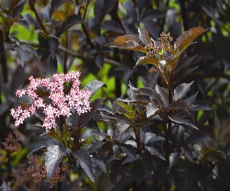 Schwarzer Holunder (Sambucus nigra 'Black Beauty')