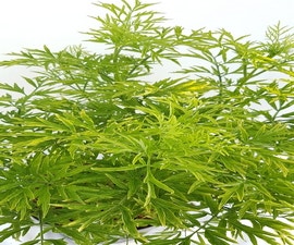 Gelber Holunder (Sambucus nigra 'Golden Tower')