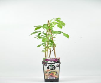 Schwarzer Holunder (Sambucus Nigra ‘Haschberg’)