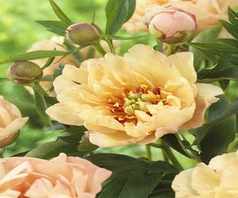 Pfingstrose (Paeonia Itoh Rich and Sparkling® 'san Marino')