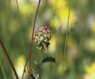 Kleine Pimpernell (Sanguisorba minor)