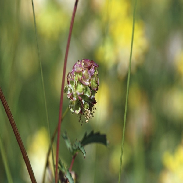 Kleine Pimpernell (Sanguisorba minor) BIO