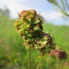 Kleine Pimpernell (Sanguisorba minor) BIO