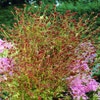 Pimpernell (Sanguisorba officinalis)