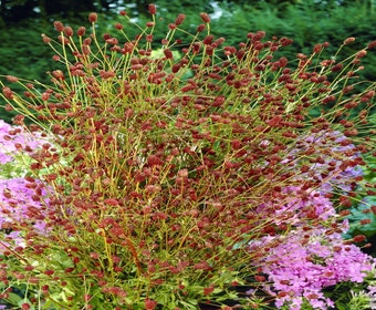 Pimpernell (Sanguisorba officinalis)