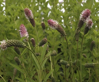 Pimpernel (Sanguisorba officinalis 'Pink Tanna')