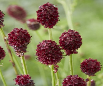 Pimpernell (Sanguisorba officinalis 'Tanna')