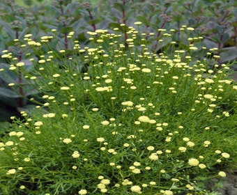 Heiligenblume/Heiligenkraut (Santolina rosmarinifolia)