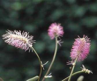 Pimpernell (Sanguisorba obtusa)