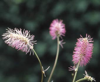 Pimpernell (Sanguisorba obtusa)