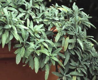 Salbei (Salvia officinalis)
