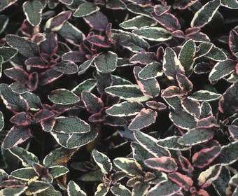 Salbei (Salvia officinalis 'Tricolor')