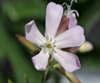 Seifenkraut (Saponaria officinalis)