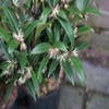 Sarcococca (Sarcococca confusa)