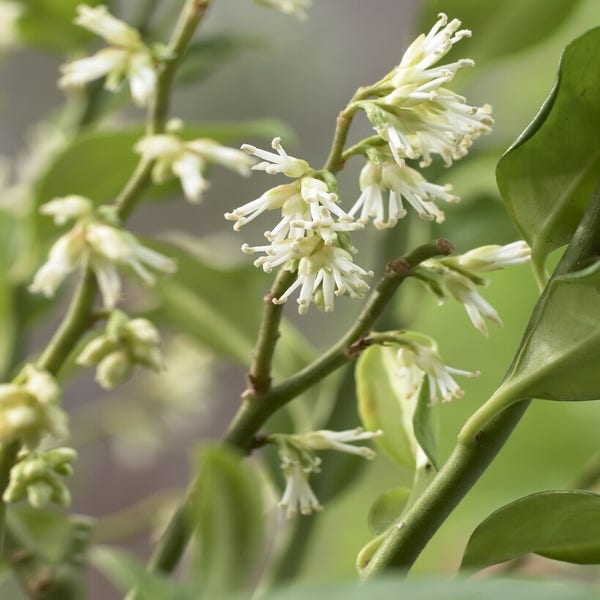 Fleischbeere (Sarcococca ruscifolia)