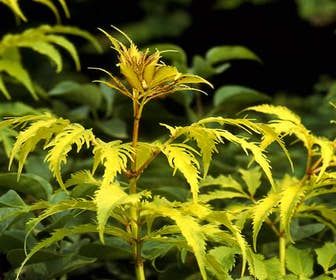 Holunder (Sambucus racemosa 'Plumosa Aurea')