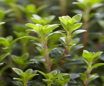 Bohnenkraut (Satureja montana)