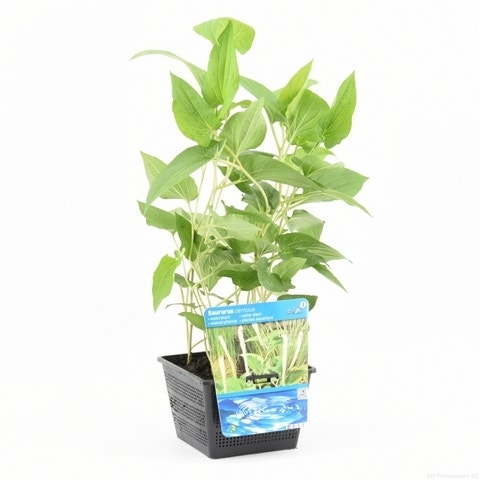 Leidener Pflanze (Saururus cernuus)