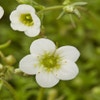 Steinkraut (Saxifraga 'Schneeteppich')