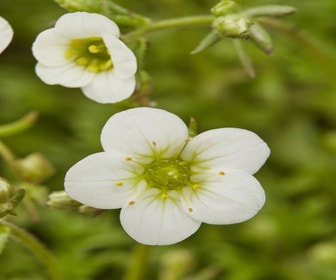 Steinkraut (Saxifraga 'Schneeteppich')
