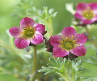 Steinkraut (Saxifraga 'Peter Pan')