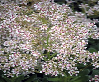 Steinkraut (Saxifraga cotyledon 'Southside Seedling')