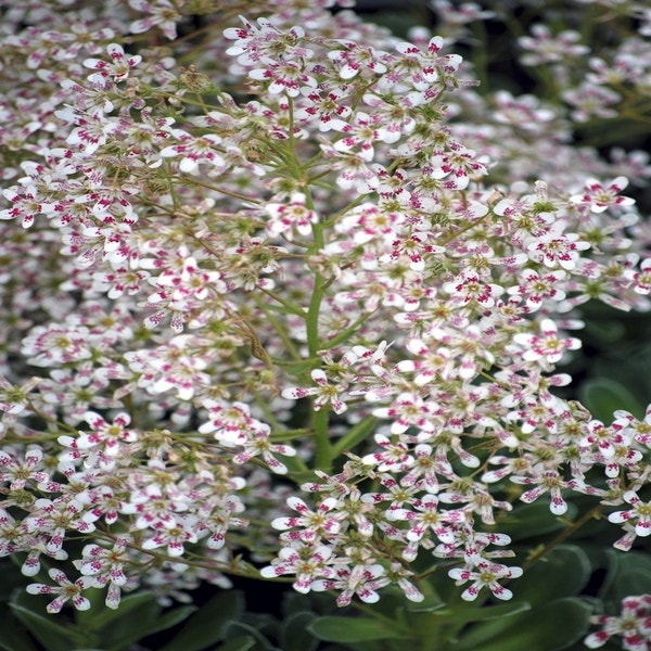 Steinkraut (Saxifraga cotyledon 'Southside Seedling')