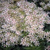 Steinkraut (Saxifraga cotyledon 'Southside Seedling')