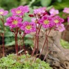 Steingarten-Steinbrech (Saxifraga 'Purpurteppich')
