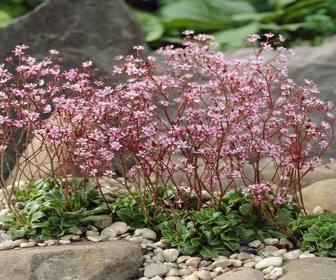 Malerkummer (Saxifraga urbium 'Clarence Elliott (x)')